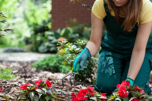 Autumn leaf clearance and garden maintenance in Hendon