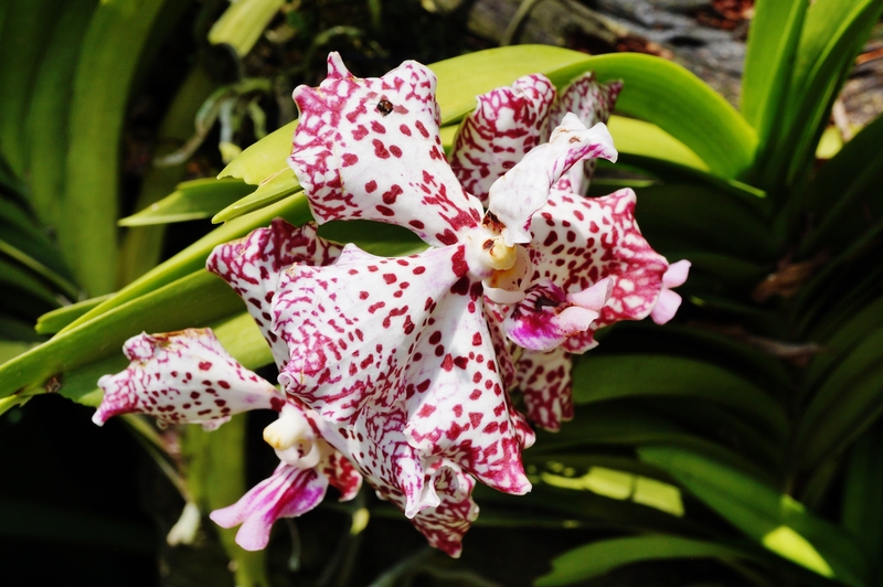 landscape design garden