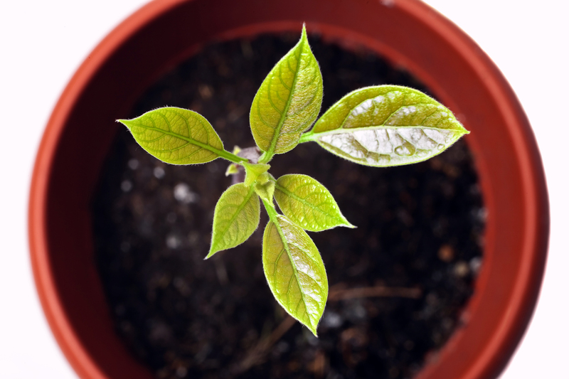 home plants