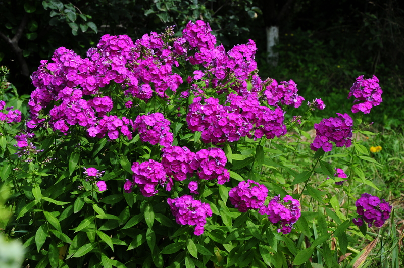 garden hedges